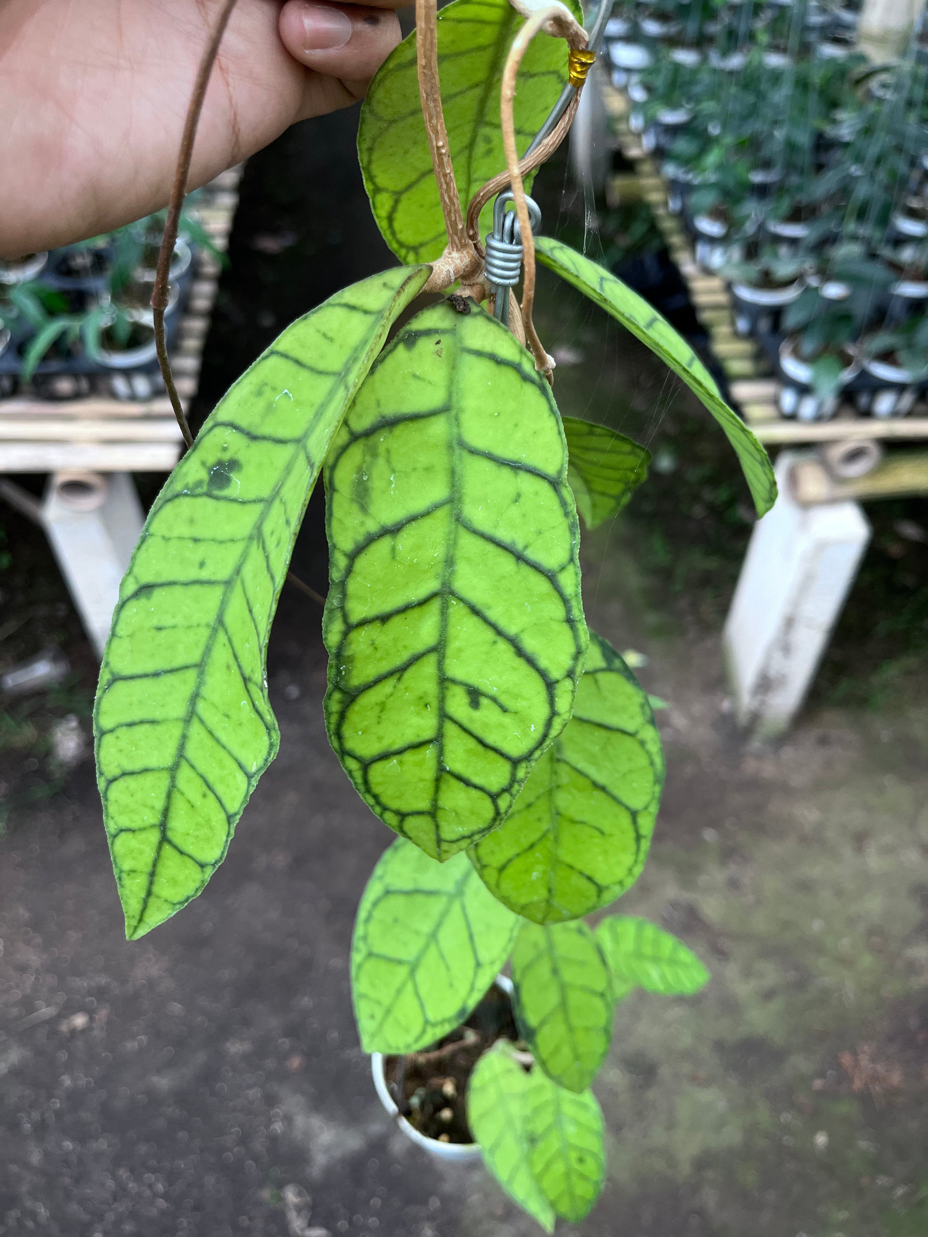 Hoya Callystophylla Regular