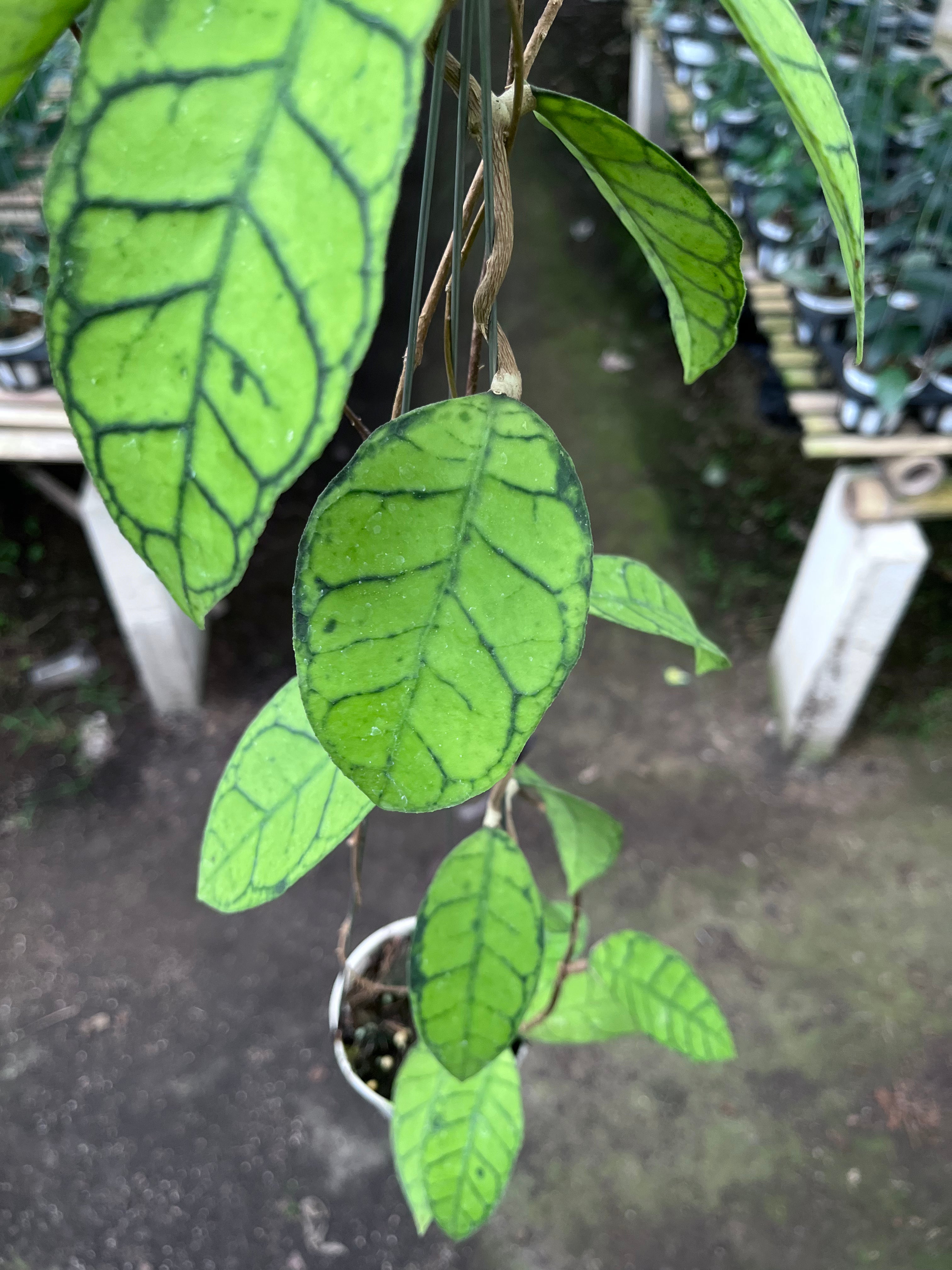 Hoya Callystophylla Regular