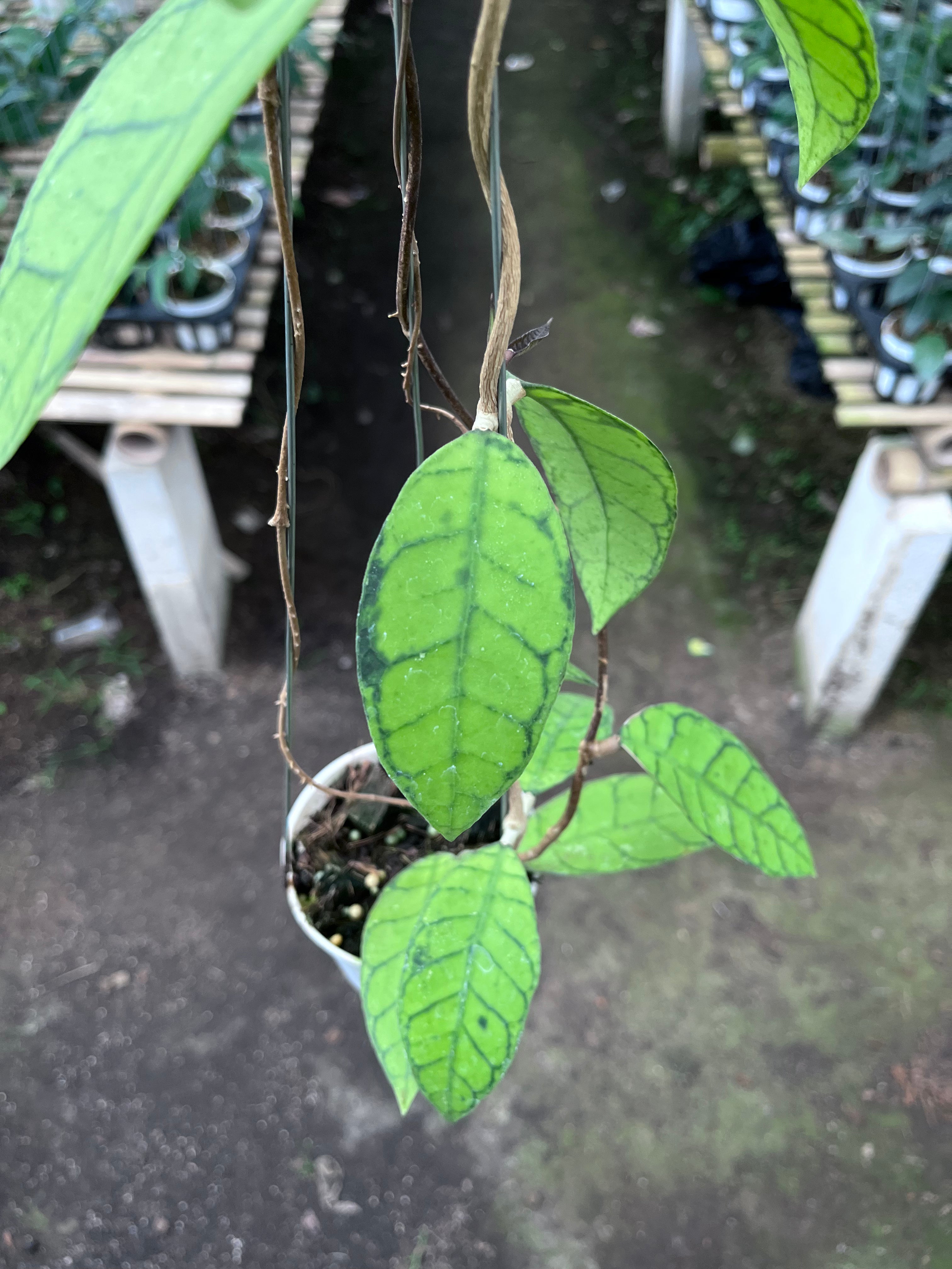 Hoya Callystophylla Regular