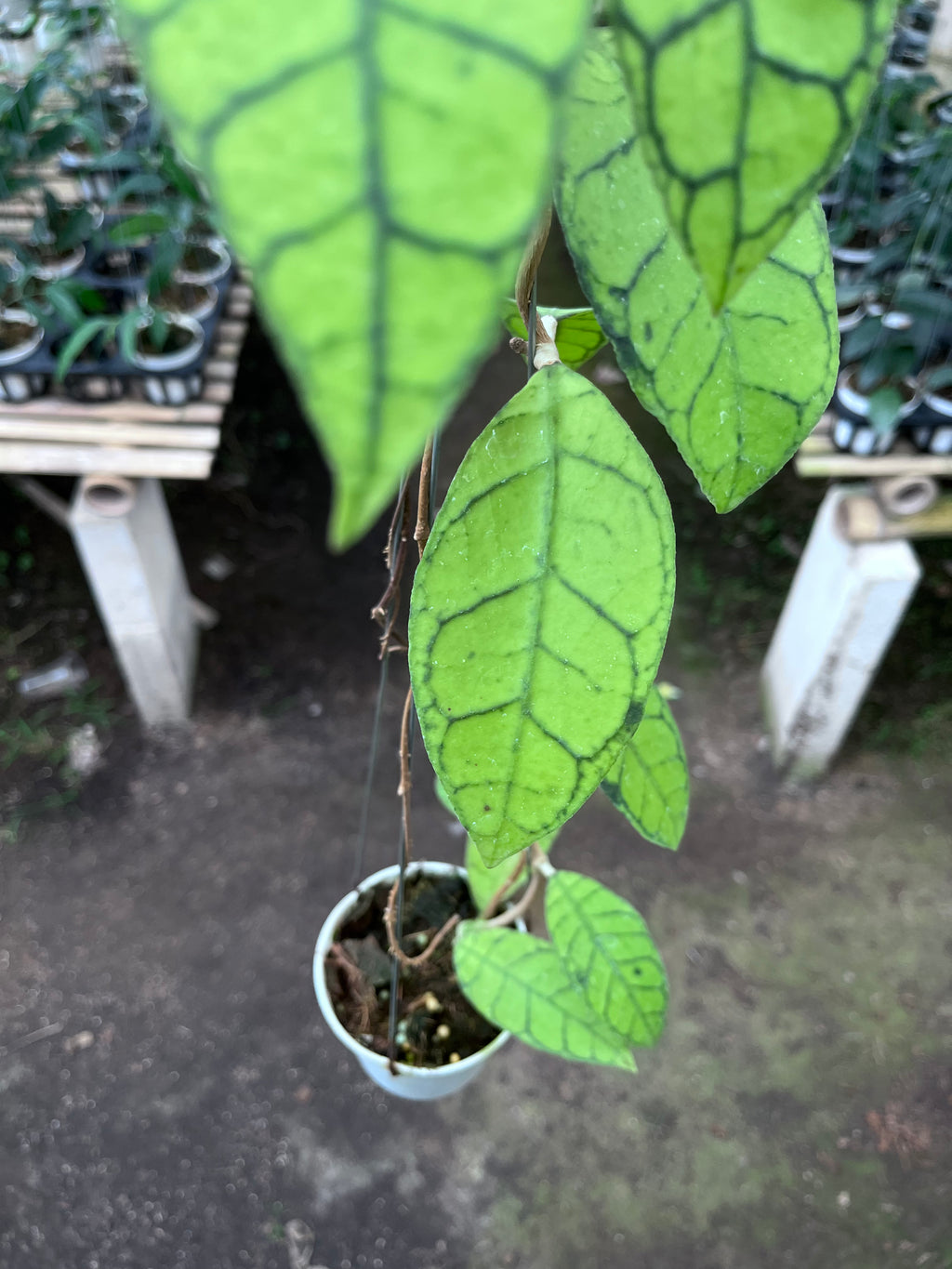 Hoya Callystophylla Regular