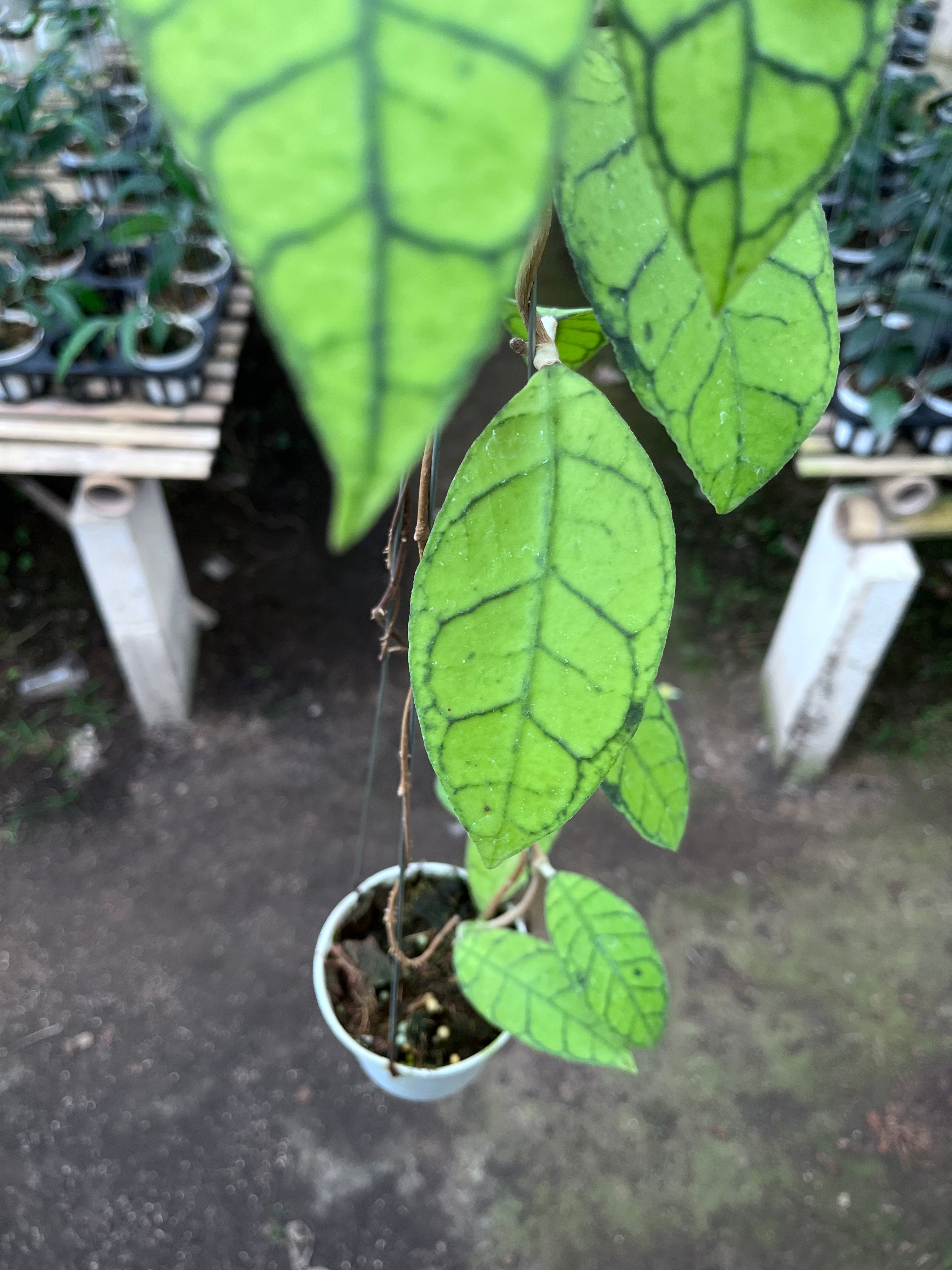 Hoya Callystophylla Regular