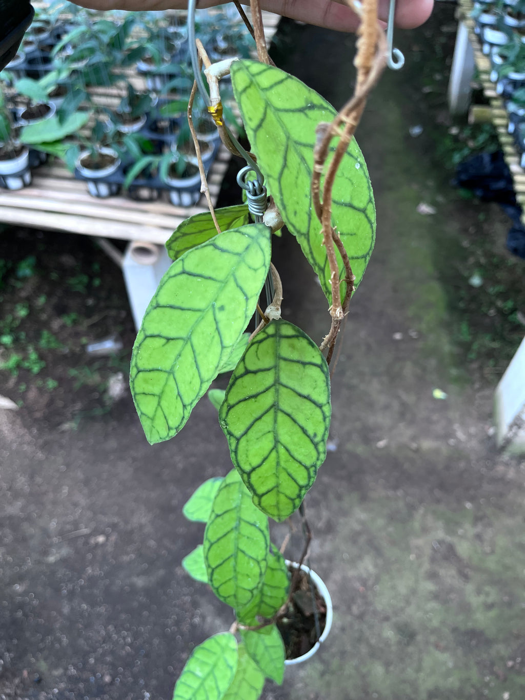 Hoya Callystophylla Regular