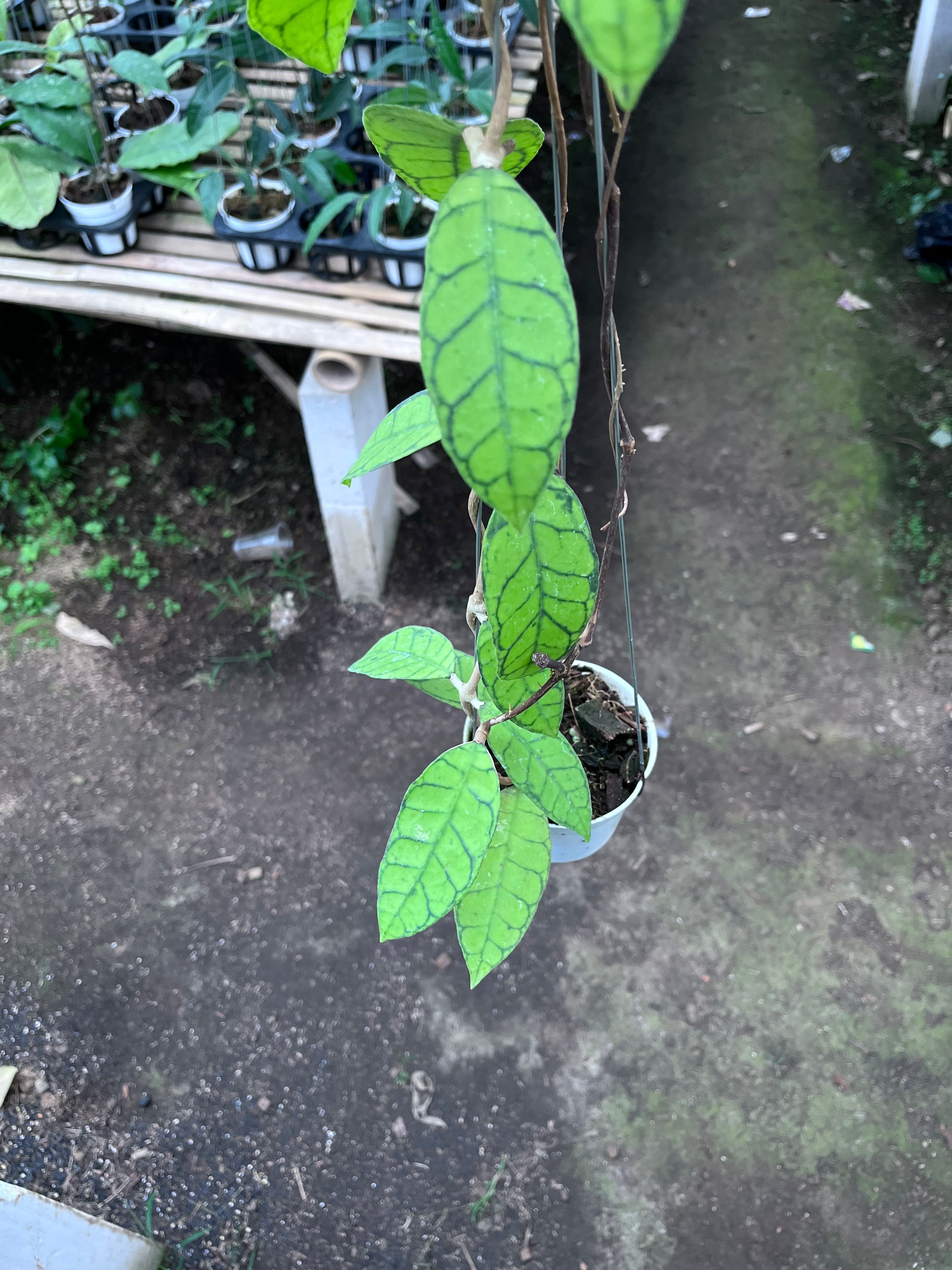 Hoya Callystophylla Regular