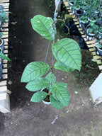 Hoya Callystophylla Ranauensis