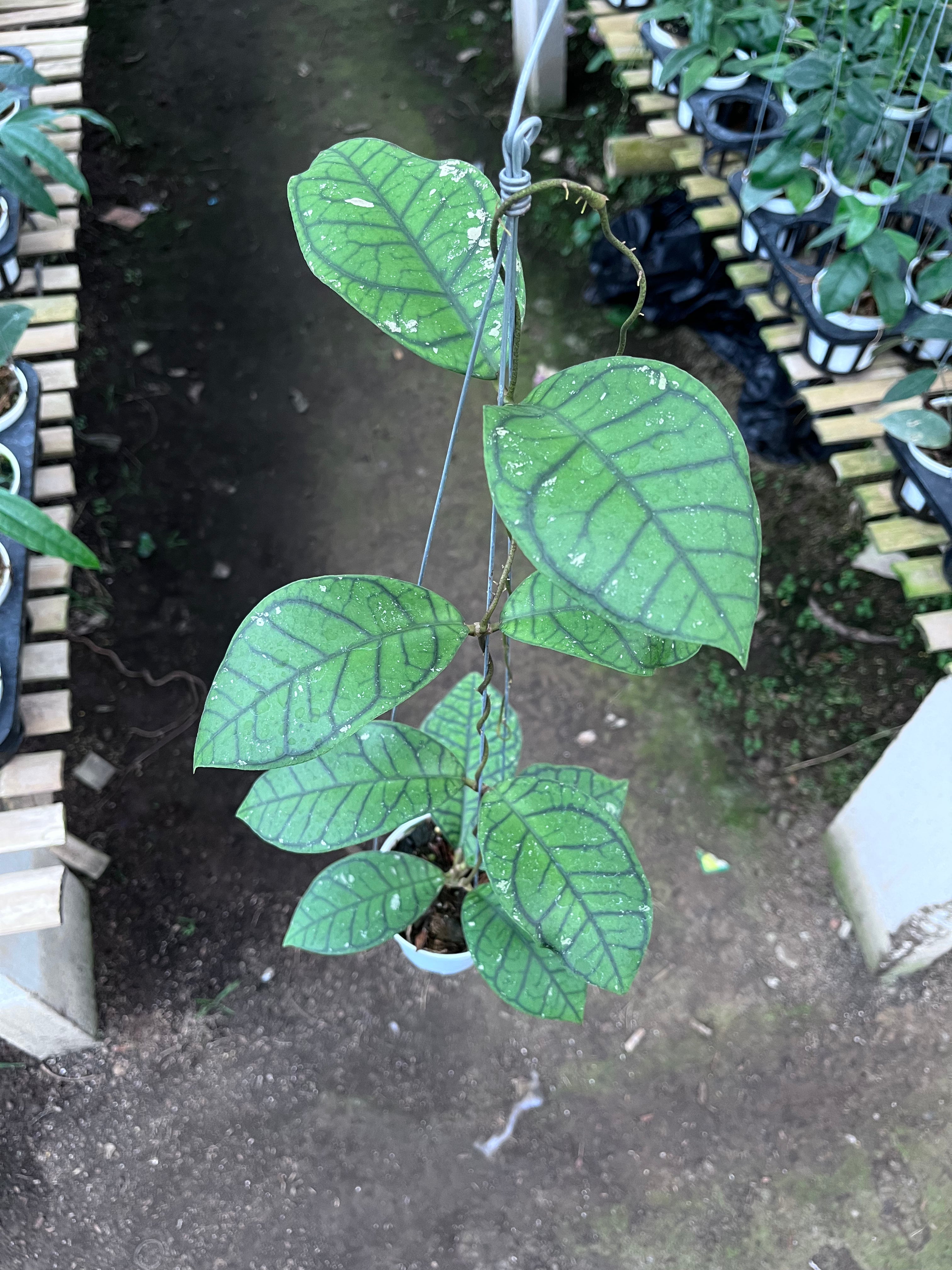 Hoya Callystophylla Ranauensis