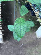 Hoya Callystophylla Ranauensis