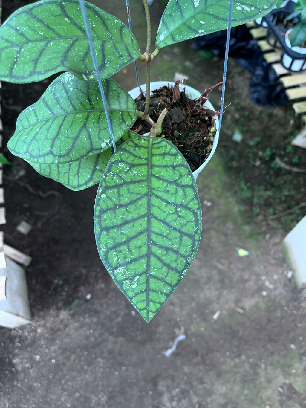 Hoya Callystophylla Ranauensis