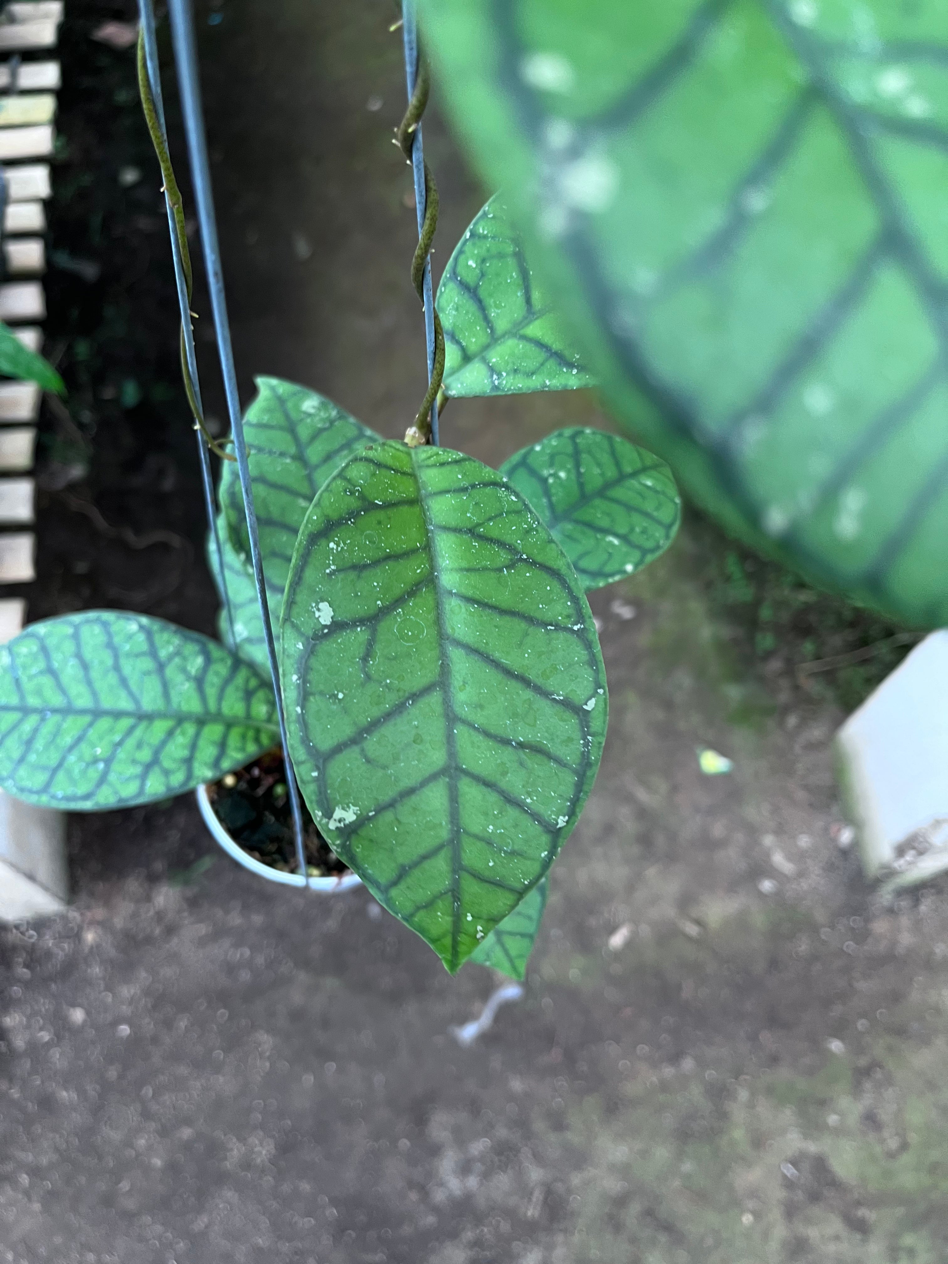 Hoya Callystophylla Ranauensis