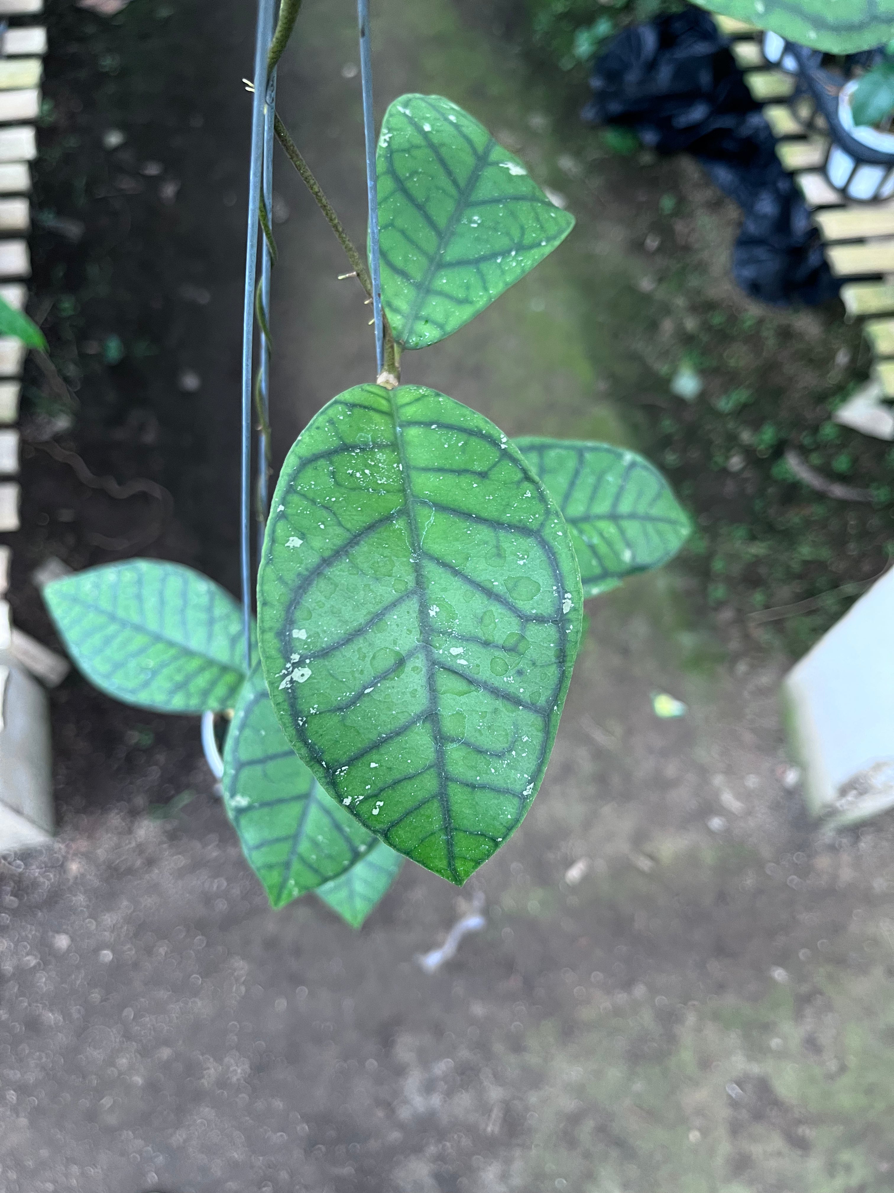 Hoya Callystophylla Ranauensis