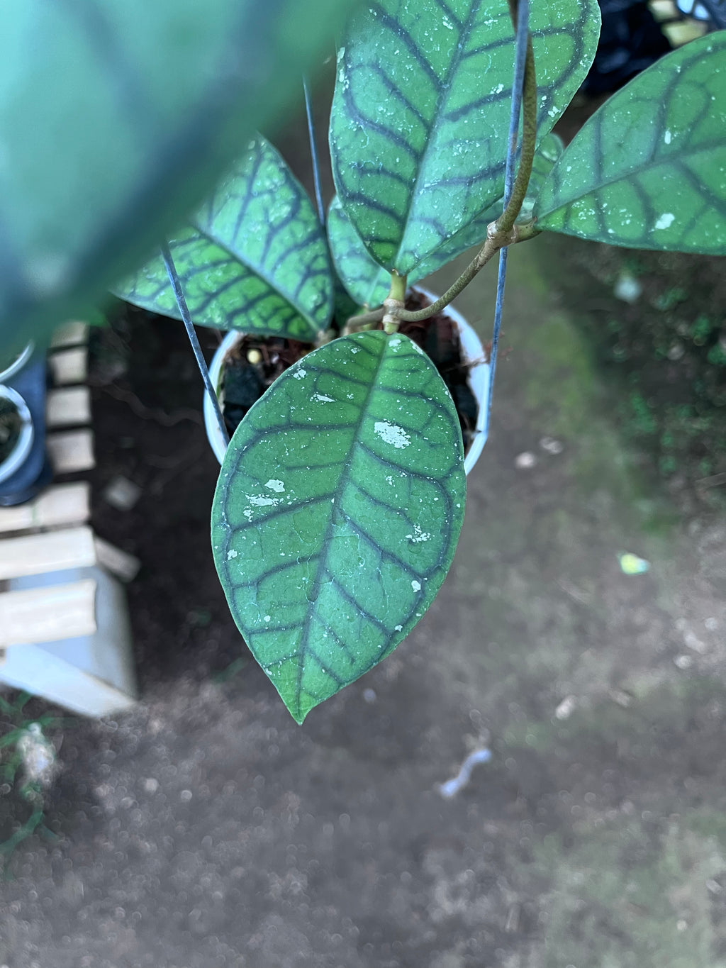 Hoya Callystophylla Ranauensis