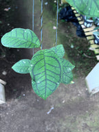 Hoya Callystophylla Ranauensis