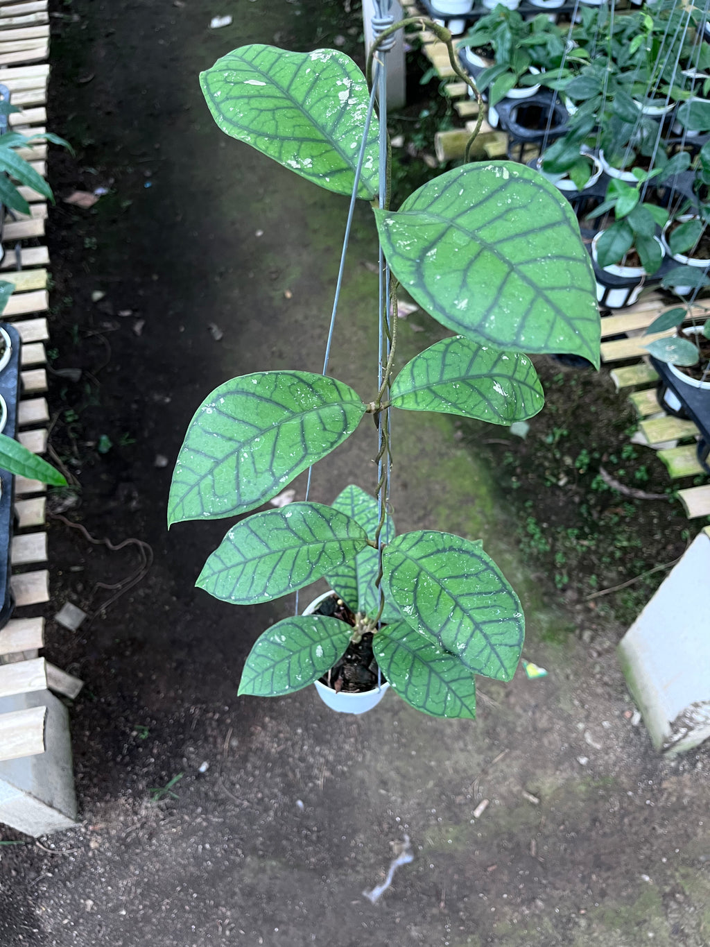 Hoya Callystophylla Ranauensis