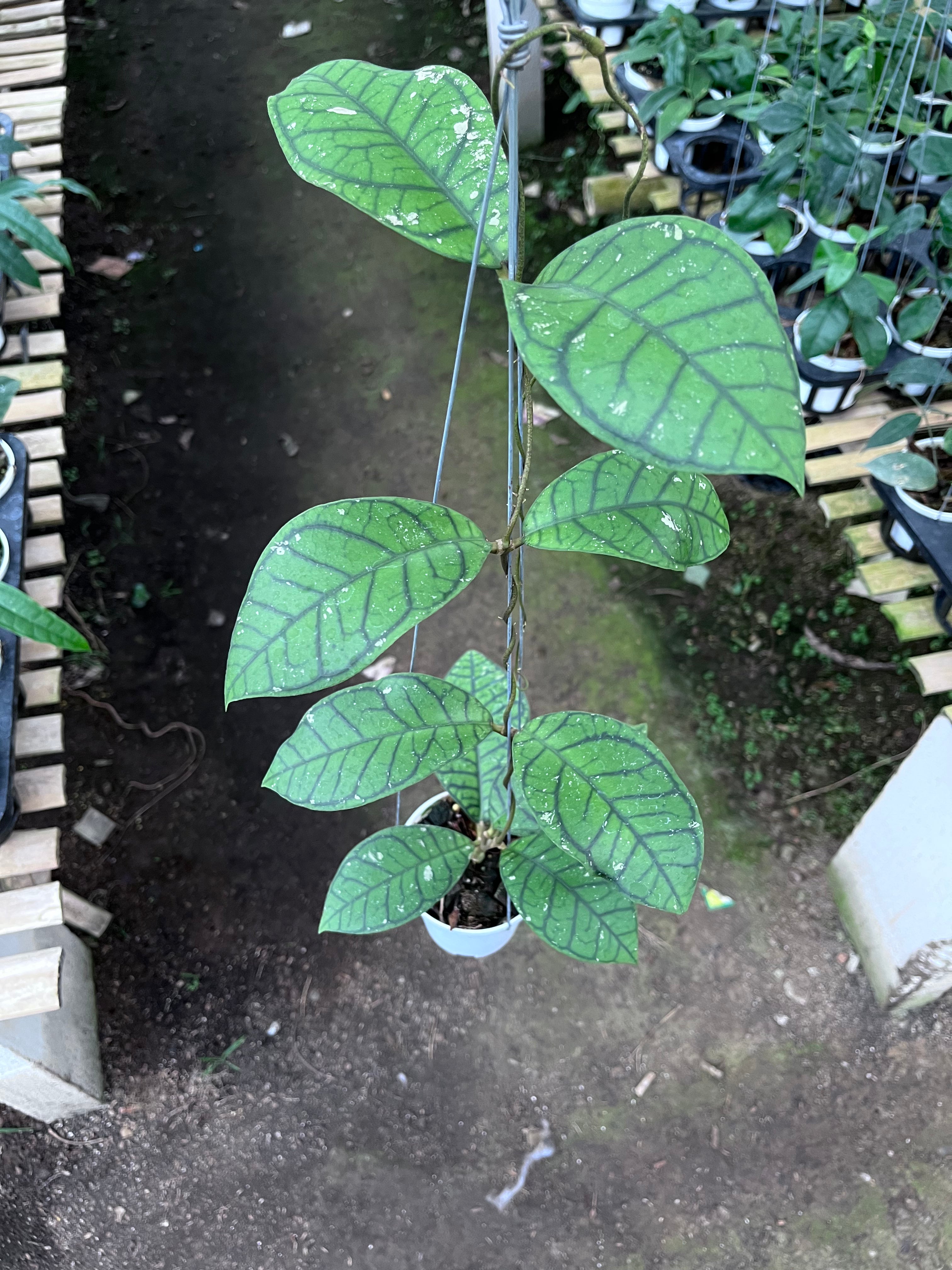 Hoya Callystophylla Ranauensis