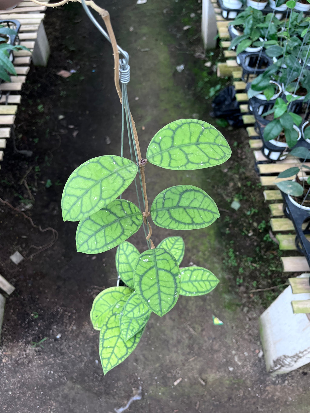 Hoya Callystophylla Vena