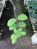 Hoya Callystophylla Vena