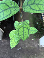 Hoya Callystophylla Vena