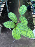 Hoya Callystophylla Vena