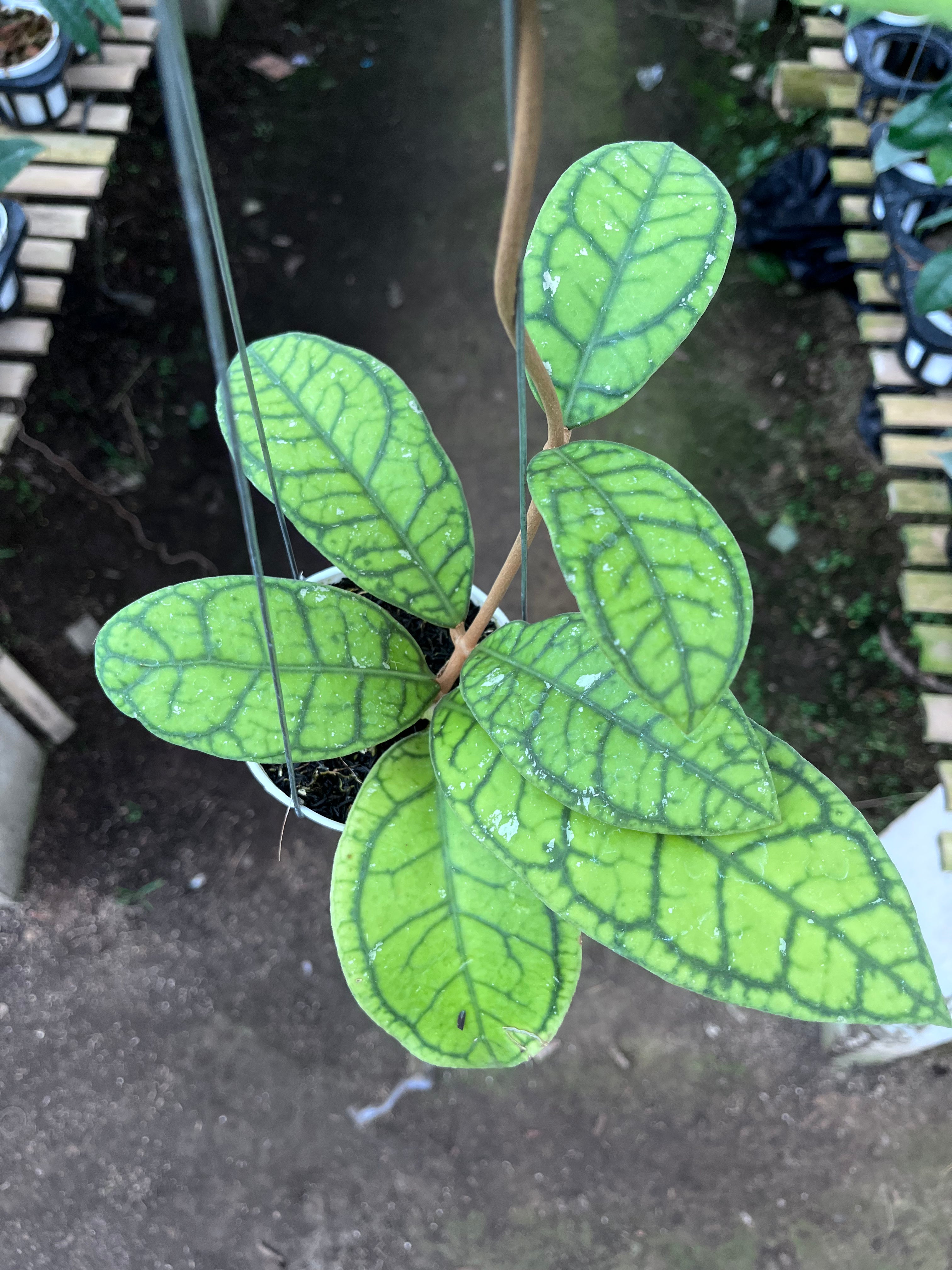 Hoya Callystophylla Vena