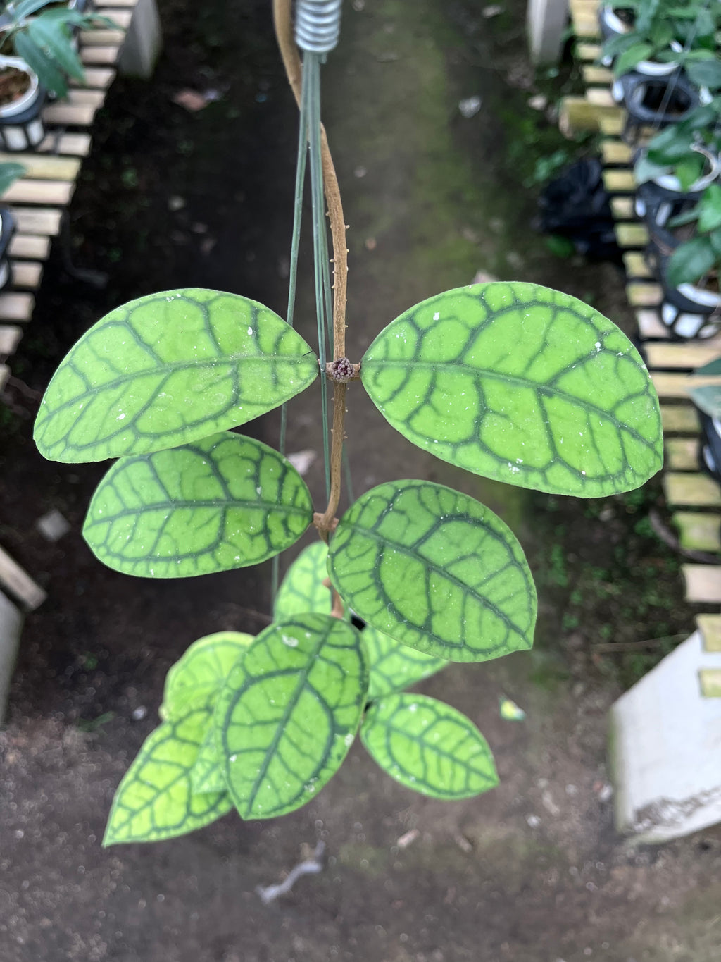 Hoya Callystophylla Vena