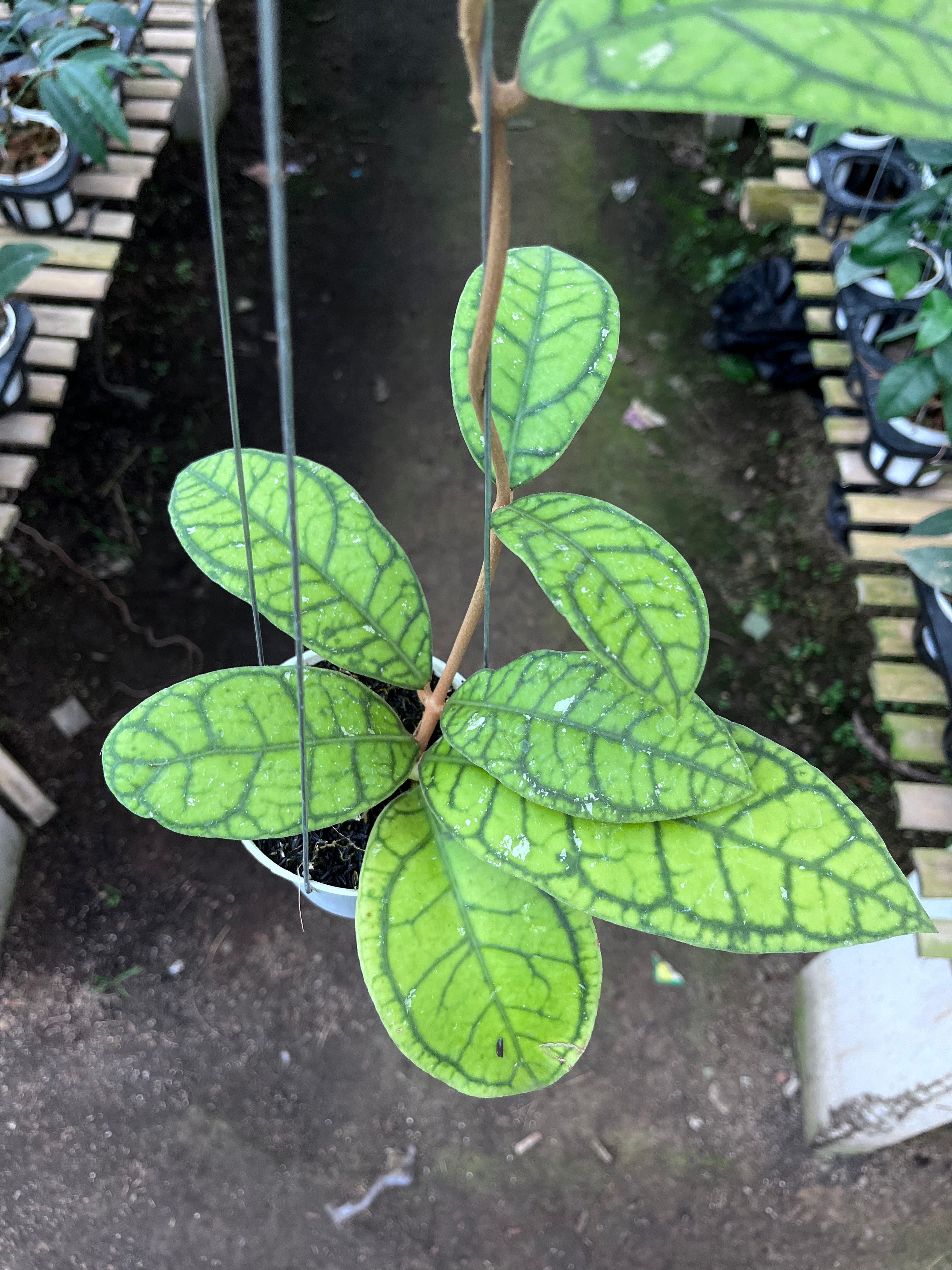 Hoya Callystophylla Vena