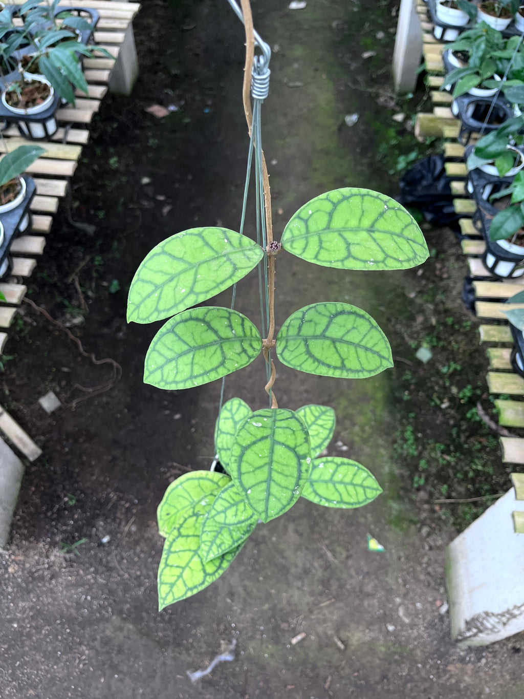 Hoya Callystophylla Vena