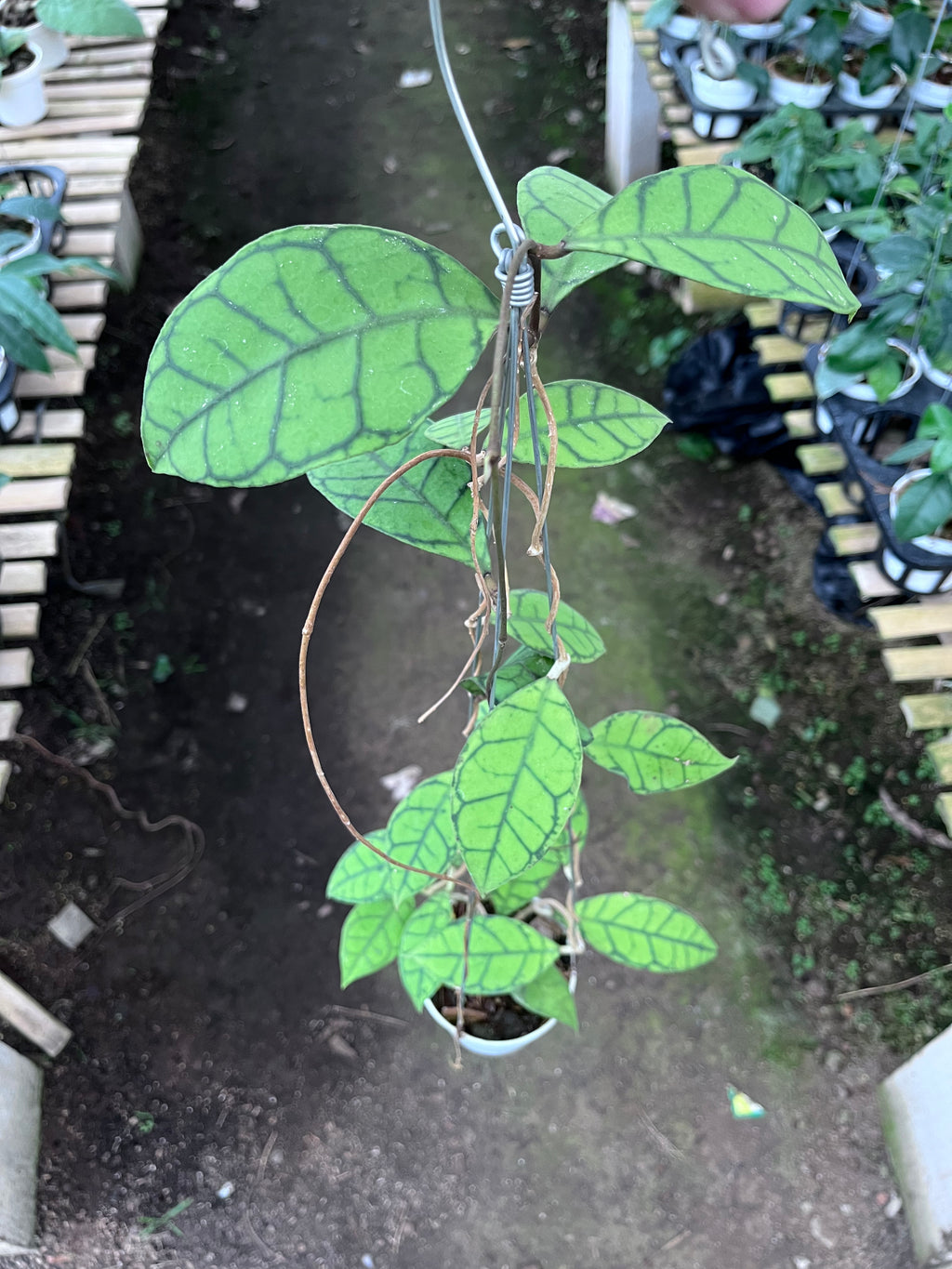 Hoya Callystophylla Small Leaf