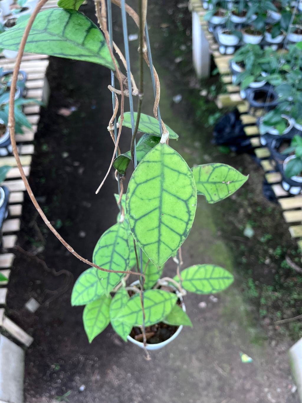 Hoya Callystophylla Small Leaf
