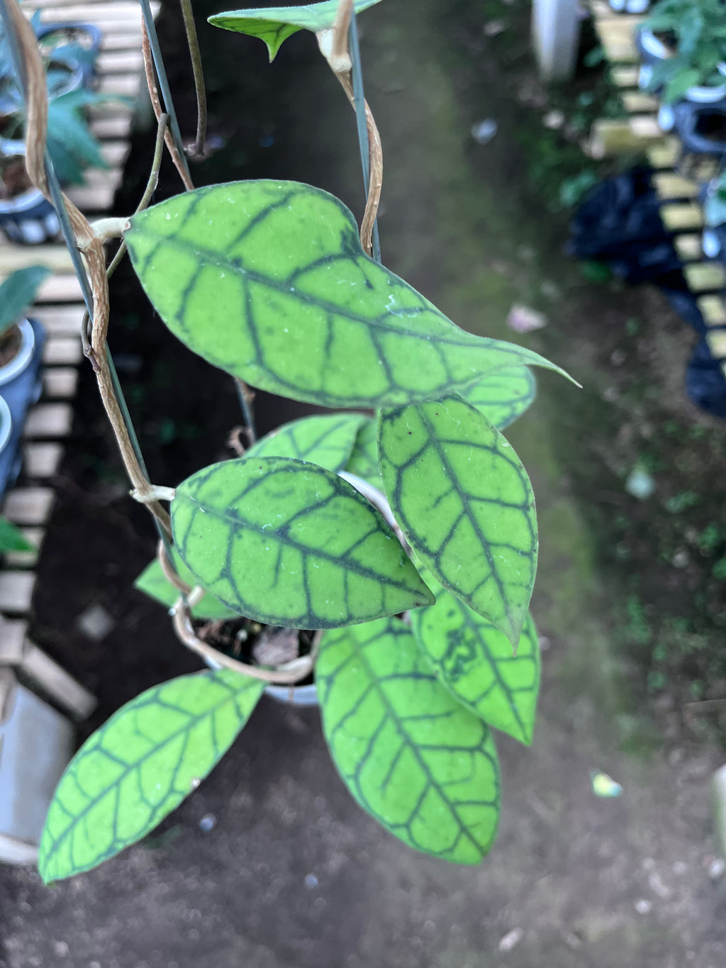 Hoya Callystophylla Small Leaf