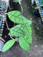 Hoya Callystophylla Small Leaf