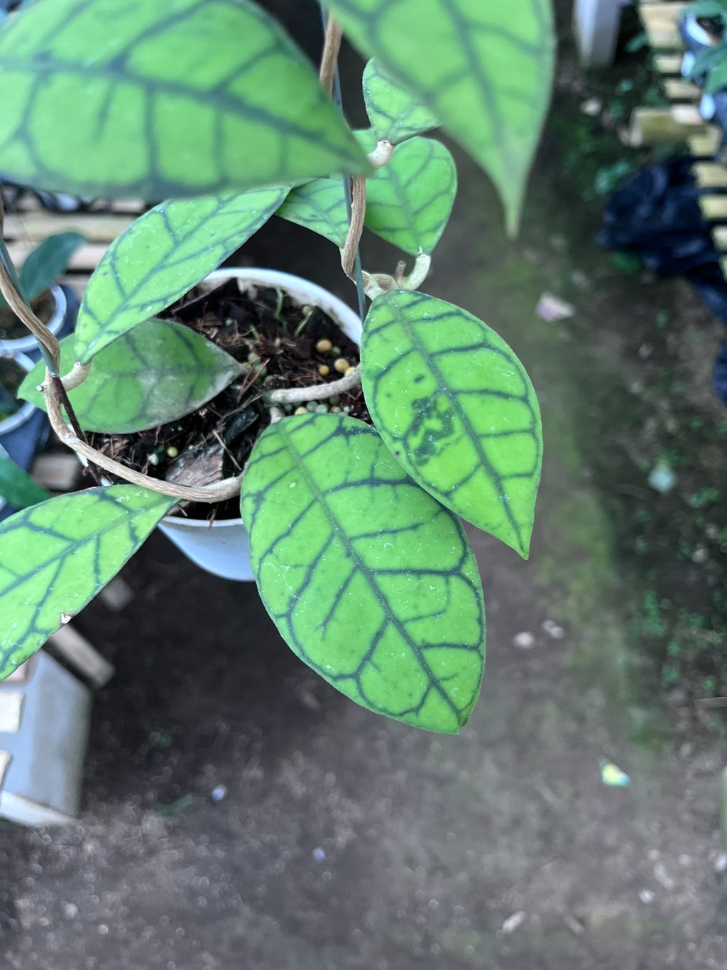 Hoya Callystophylla Small Leaf