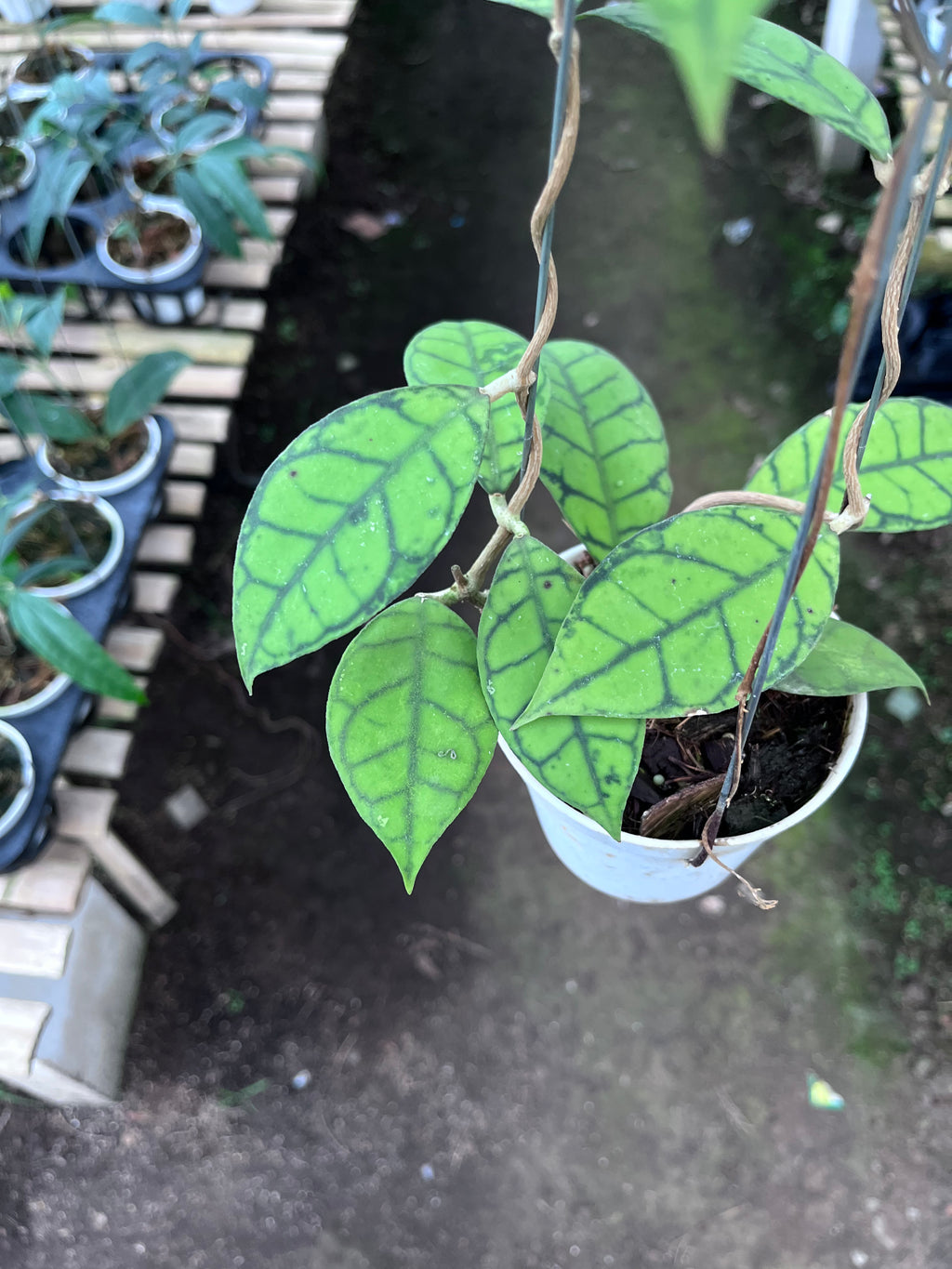 Hoya Callystophylla Small Leaf