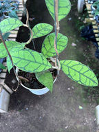 Hoya Callystophylla Small Leaf