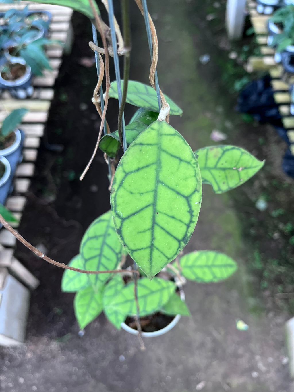 Hoya Callystophylla Small Leaf