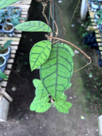 Hoya Callystophylla Small Leaf