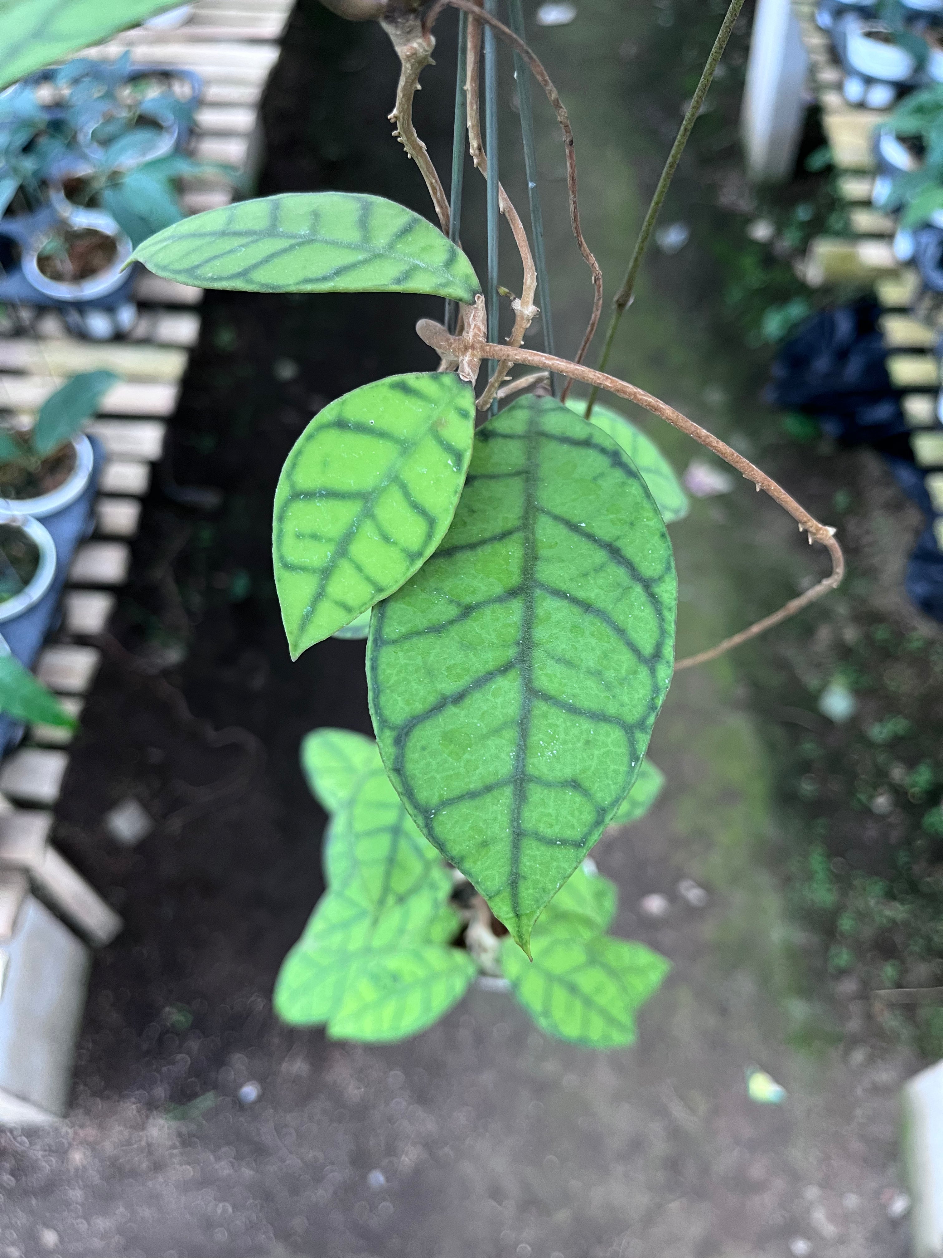 Hoya Callystophylla Small Leaf