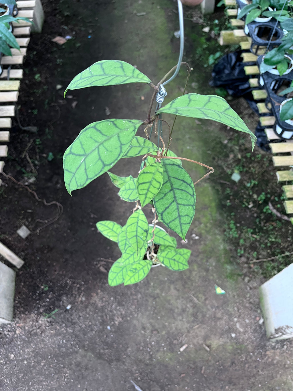 Hoya Callystophylla Small Leaf