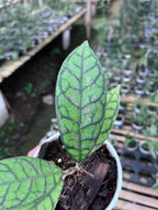 Hoya Callystophylla Splash