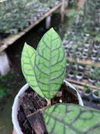 Hoya Callystophylla Splash