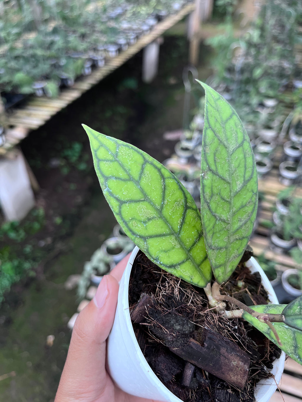 Hoya Callystophylla Splash