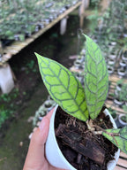 Hoya Callystophylla Splash