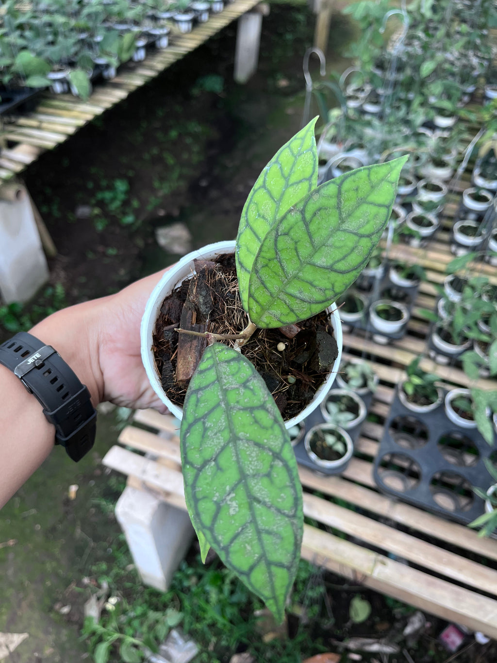 Hoya Callystophylla Splash