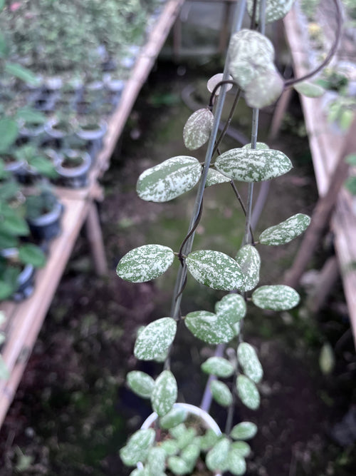 Hoya Aff Fubera