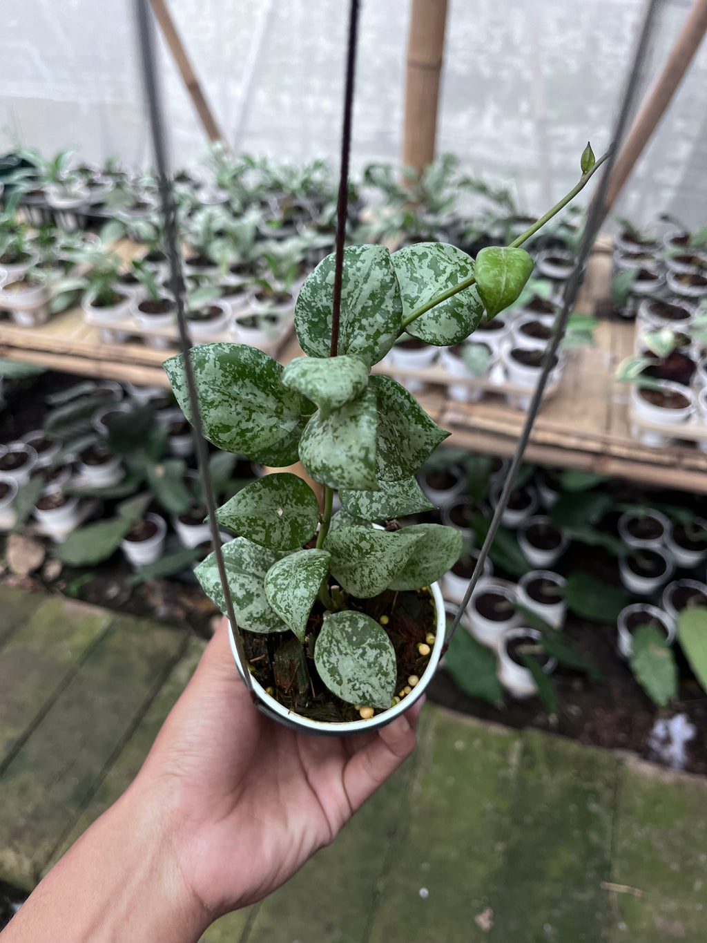 Hoya Lacunosa Sweet Love