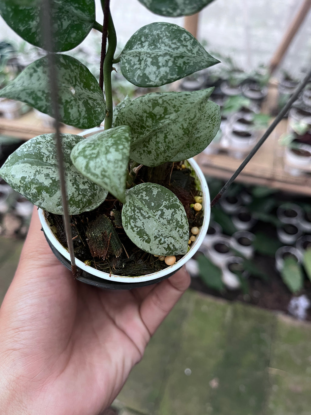 Hoya Lacunosa Sweet Love