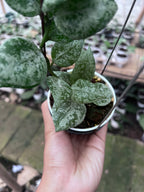 Hoya Lacunosa Sweet Love