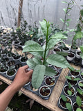 Hoya Multiflora Wonderphill