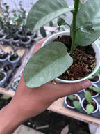 Hoya Multiflora Wonderphill