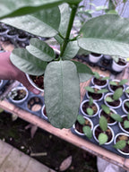 Hoya Multiflora Wonderphill