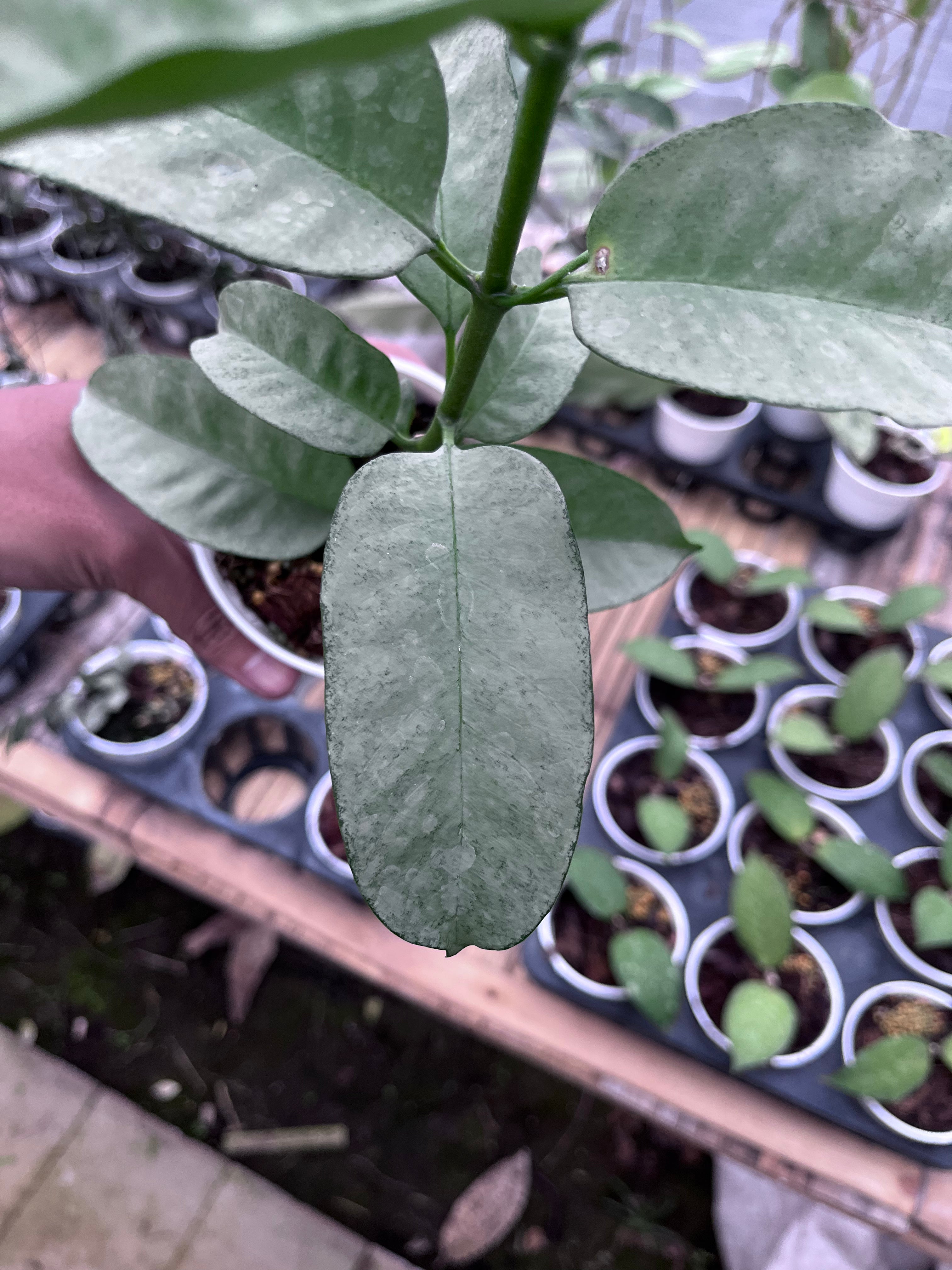 Hoya Multiflora Wonderphill