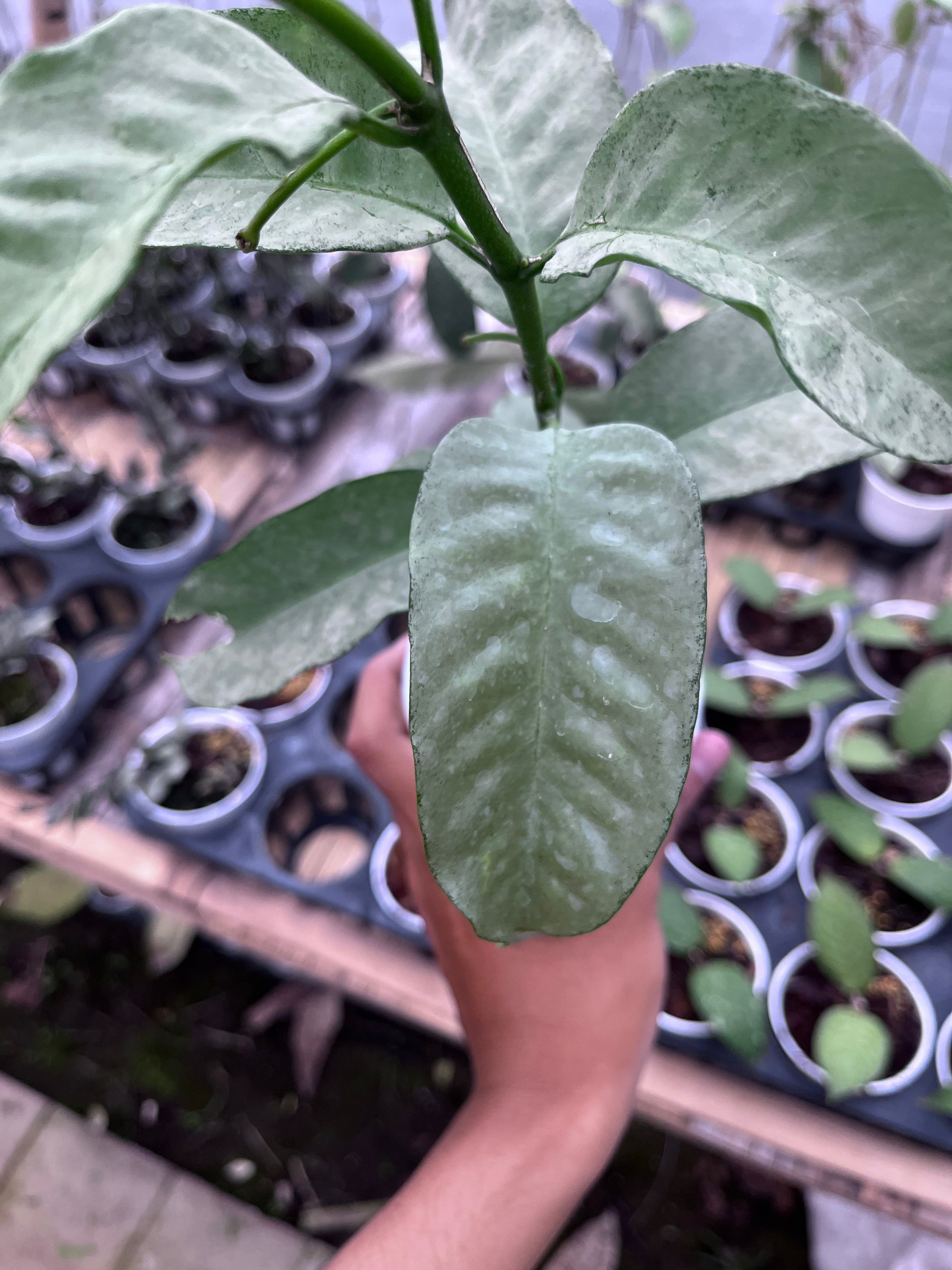 Hoya Multiflora Wonderphill